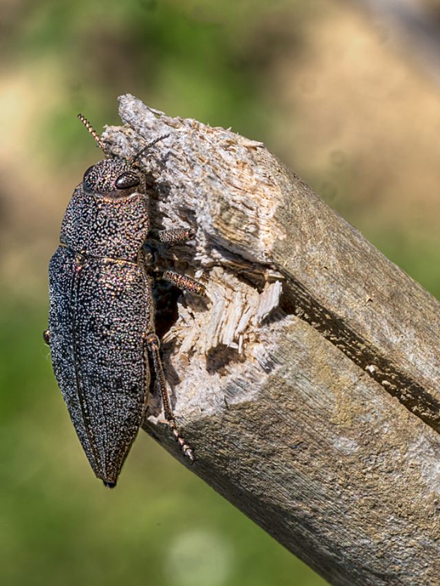 Elateridae?  No, Buprestidae:  Dicerca aenea